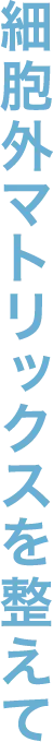 細胞外マトリックスを整えて