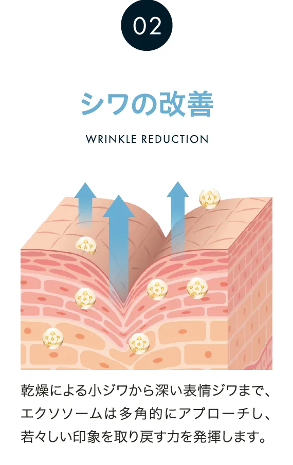 シワの改善