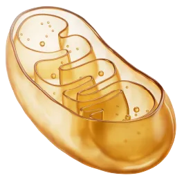 ミトコンドリア