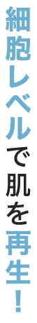 細胞レベルで肌を再生！